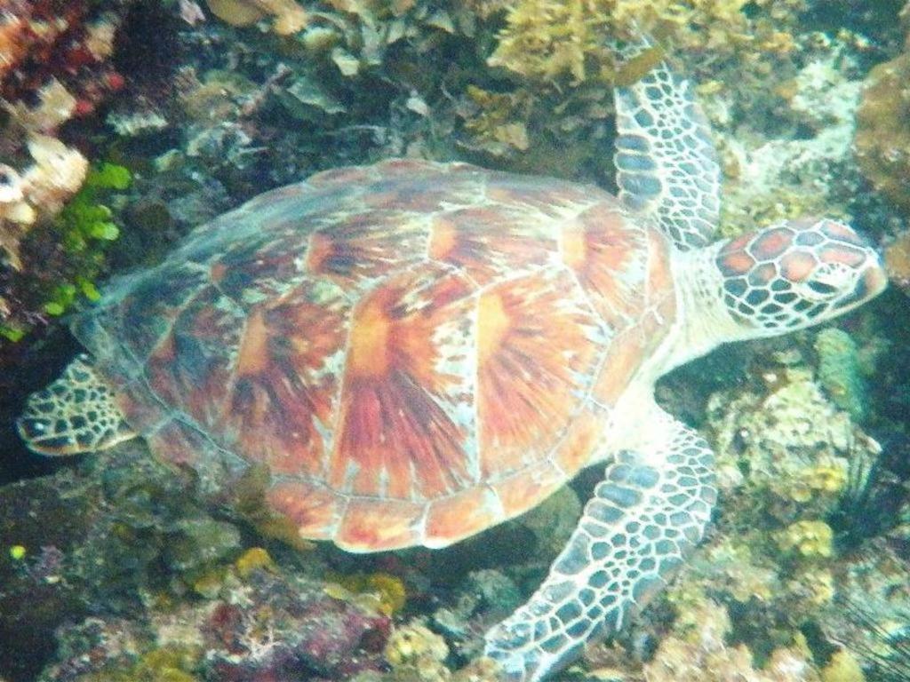 Secret Paradise Resort & Turtle Sanctuary サン・ヴィチェンテ エクステリア 写真