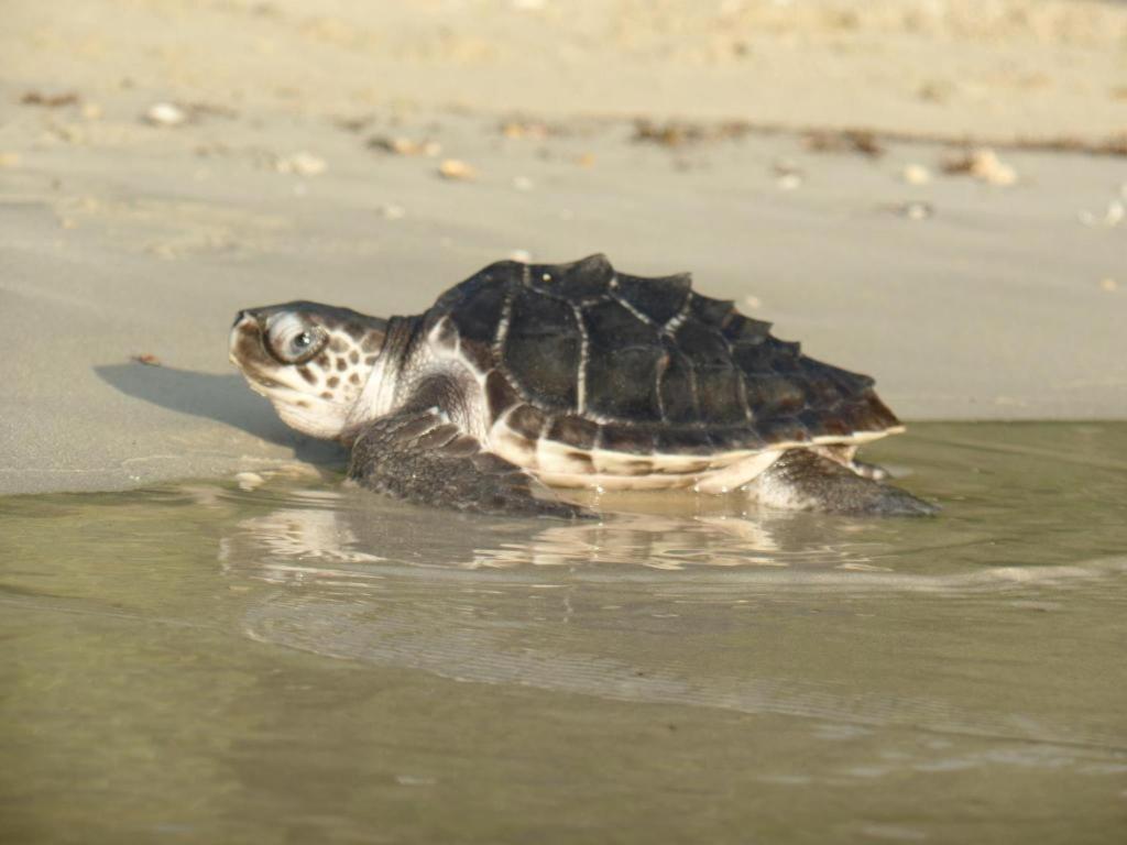 Secret Paradise Resort & Turtle Sanctuary サン・ヴィチェンテ エクステリア 写真