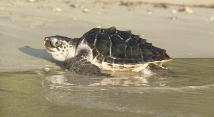 Secret Paradise Resort & Turtle Sanctuary サン・ヴィチェンテ エクステリア 写真