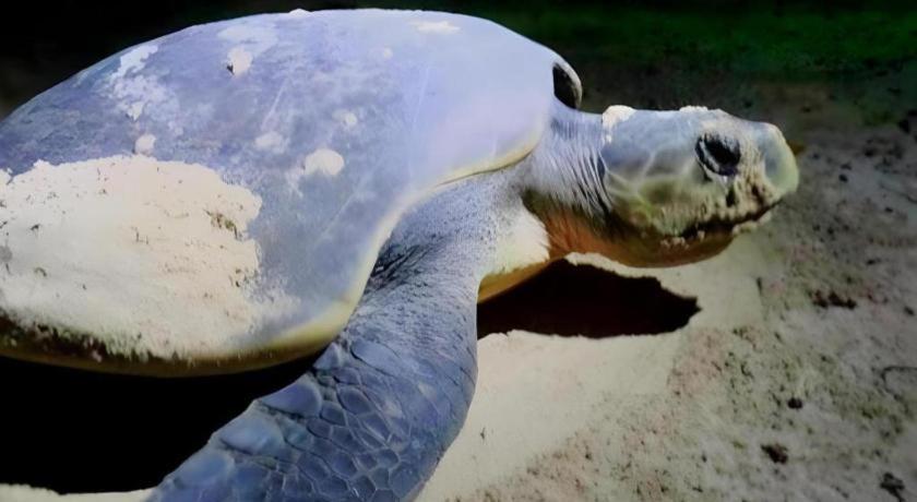 Secret Paradise Resort & Turtle Sanctuary サン・ヴィチェンテ エクステリア 写真