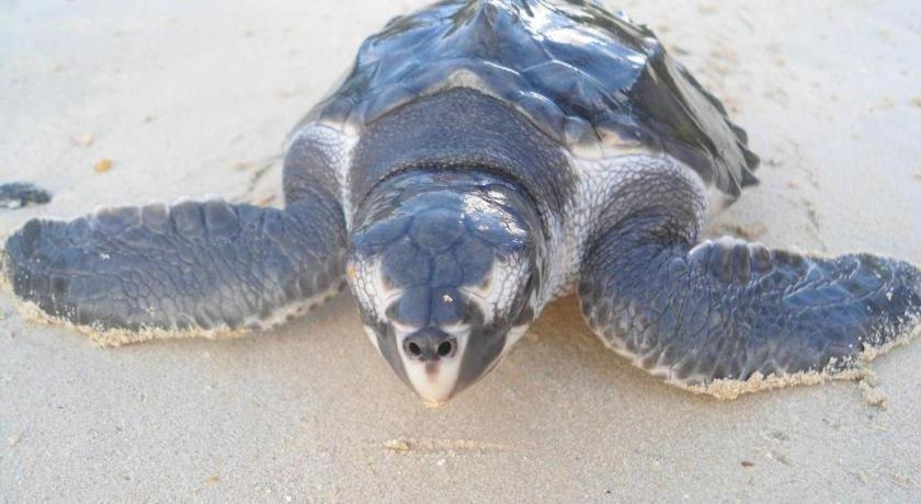 Secret Paradise Resort & Turtle Sanctuary サン・ヴィチェンテ エクステリア 写真