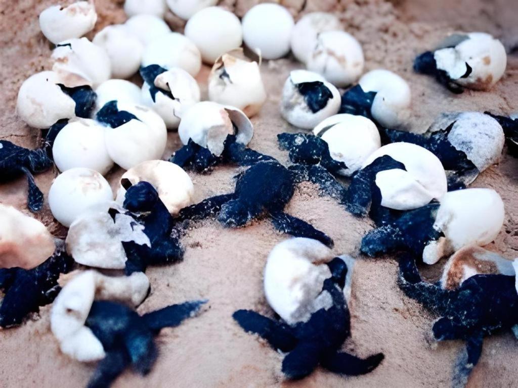 Secret Paradise Resort & Turtle Sanctuary サン・ヴィチェンテ エクステリア 写真